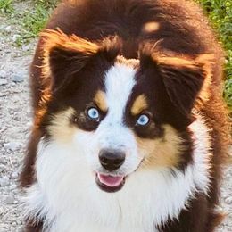 Maverick  - Australian Shepherd