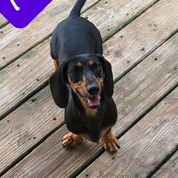 Mia - Dachshund