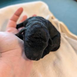 Boy 6 - Black and white male Aussiedoodle puppy in Sparta, Missouri from Sis' Doodles & Poodles