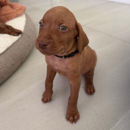 Vizsla Puppies from George Barsimantov