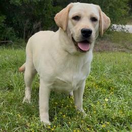 Ducki - Yellow female Labrador Retriever puppy in Ocala, Florida from Moon river Labradors