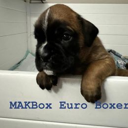 Boxer Puppies from MAKBOX Euro Boxers