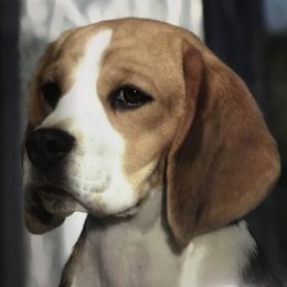 Beagles from Terwillegar Beagles