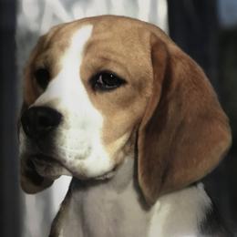 Beagles from Terwillegar Beagles
