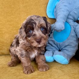 Lord - Merle male Goldendoodle puppy in Brooklyn, New York from Doodle of NY
