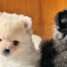Pomeranians from Our Lil Pommers