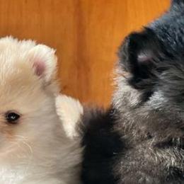 Pomeranians from Our Lil Pommers