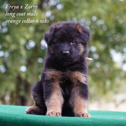 Orange collar long coat male - Black and red male German Shepherd puppy in Chrisney, Indiana from Indiana German Shepherds