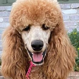 Honey - Poodle