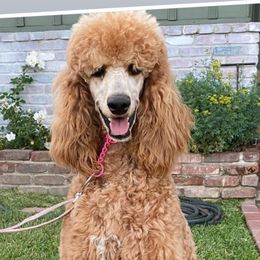 Honey - Poodle