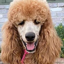 Honey - Poodle