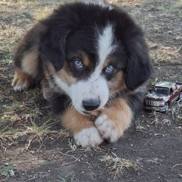 Aussiedoodle and Miniature Australian Shepherd Puppies from Aussies Acre