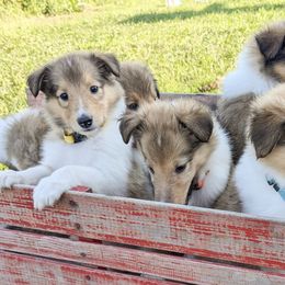Collies from Abundant Life Family Farm