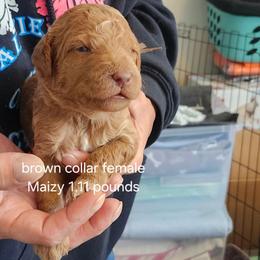 Brown collar Maizy - Apricot female Goldendoodle puppy in Fairmount, Indiana from Capens' Doodles,Poodles and Poo's