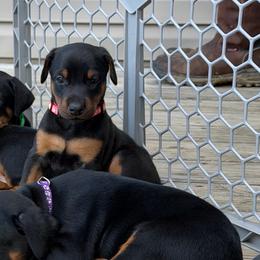 Dark pink collar Girl - Black and rust female Doberman Pinscher puppy in Madison, Indiana from Jensen Dobermans and Dachshunds