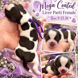 Hazel - Parti female Miniature Schnauzer puppy in Magalia, California from NorCal Schnauzers