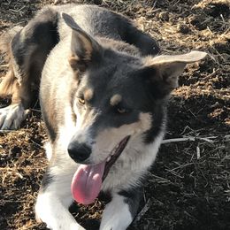 Baby - Border Collie