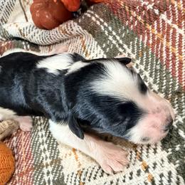 Girl 1 - female Bernedoodle puppy in Grandview, Texas from Big Sky Bernedoodles
