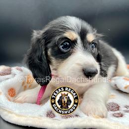 Rachel 3000 - Piebald female Dachshund puppy in Houston, Texas from Texas Regal Dachshunds LLC