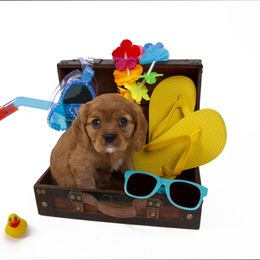 Cavalier King Charles Spaniel Puppies from Colorful Cavaliers