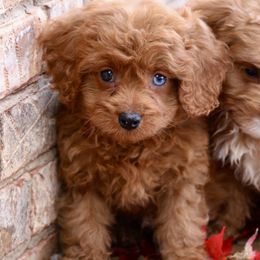 Henry - Red male Cavapoo puppy in Boardman, Ohio from Taliaferro Kennel