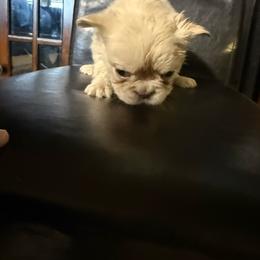Girl 2 - White female French Bulldog puppy in Salinas, California from Sugar's Maltipoo's, Chihuahuas and Frenchies