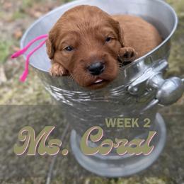 Ms. Coral - Red  female Goldendoodle puppy in Pensacola, Florida from Ruby Pupper Doodles