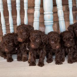 Poodles and Schnoodles from The Cutest Schnoodles and Poodles