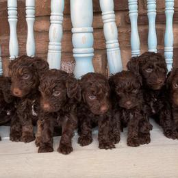 Poodles and Schnoodles from The Cutest Schnoodles and Poodles