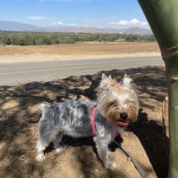 Biewer Terrier and Yorkshire Terrier Puppies from York Town California