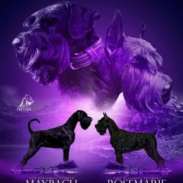 Giant Schnauzer puppies from Preston Schnauzers