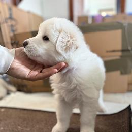 Girl 1 - female Maremma Sheepdog puppy in Cochecton, New York from Wildsong Farm