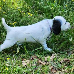 Boy 3 Purple - Blue belton male Llewellin Setter puppy in North Dinwiddie, Virginia from Pups Furever