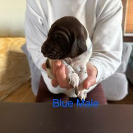 German Shorthaired Pointer Puppies from Bernardonis