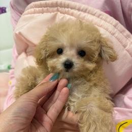 Chloe - Brown female Poodle puppy in Chino, California from TT Poodles