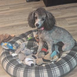 Sylvie - Poodle