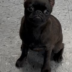 BLACK SMOOTH GIRL - Black female Brussels Griffon puppy in Amissville, Virginia from Walenga Brussels Griffon & Bridlewood Labradors