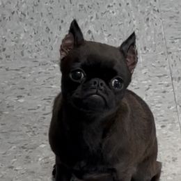 BLACK SMOOTH GIRL - Black female Brussels Griffon puppy in Amissville, Virginia from Walenga Brussels Griffon & Bridlewood Labradors