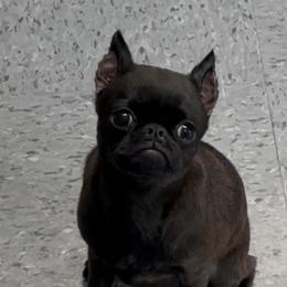 BLACK SMOOTH GIRL - Black female Brussels Griffon puppy in Amissville, Virginia from Walenga Brussels Griffon & Bridlewood Labradors