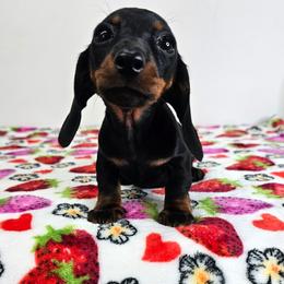 Black and tan female - Black and tan female Dachshund puppy in Belle Rive, Illinois from Akin's Miniature Dachshunds, LLC
