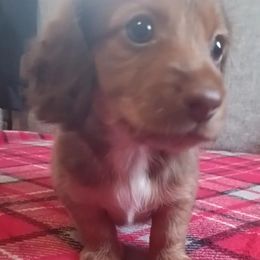 Dachshund Puppies from Nikas Baby Beanz LH Dachshunds