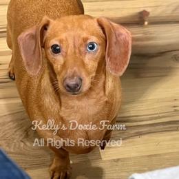 Annie - Dachshund