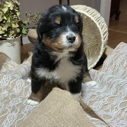Calliope(has tail) - Black tri-color female Australian Shepherd puppy in Butler, Georgia from Aussies at Howling Hill Farm
