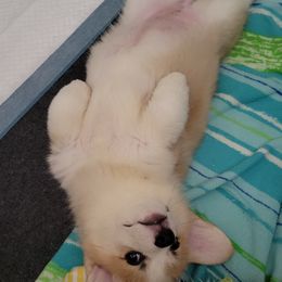 Pembroke Welsh Corgi Puppies from Cattal Corgis