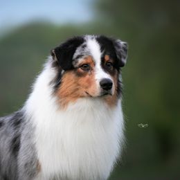 Zilean - Australian Shepherd