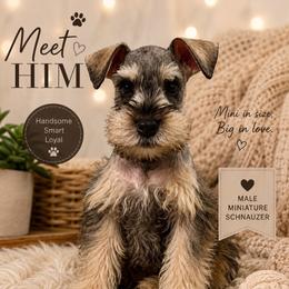 BLUE - Salt and pepper male Miniature Schnauzer puppy in Lehigh Acres, Florida from Southern paws