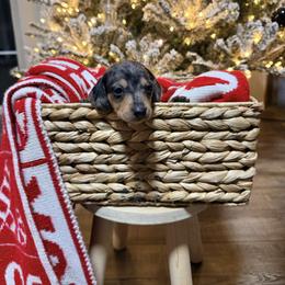 Boy 1 - Dapple male Dachshund puppy in Crossville, Tennessee from Golden Creek Farm