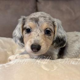 Truffle - Dapple female Dachshund puppy in Jonesboro, Illinois from Twin Hills Dachshunds