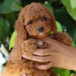 Milan - Red Cavapoo puppy in Miami, Florida from Bailey & Bella Cavapoos