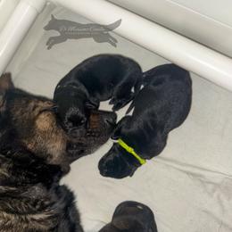 German Shepherd Puppies from Di Massimo Canile